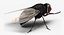 Fly Pose 2 with Fur 3D Model