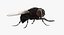 Fly Pose 2 with Fur 3D Model