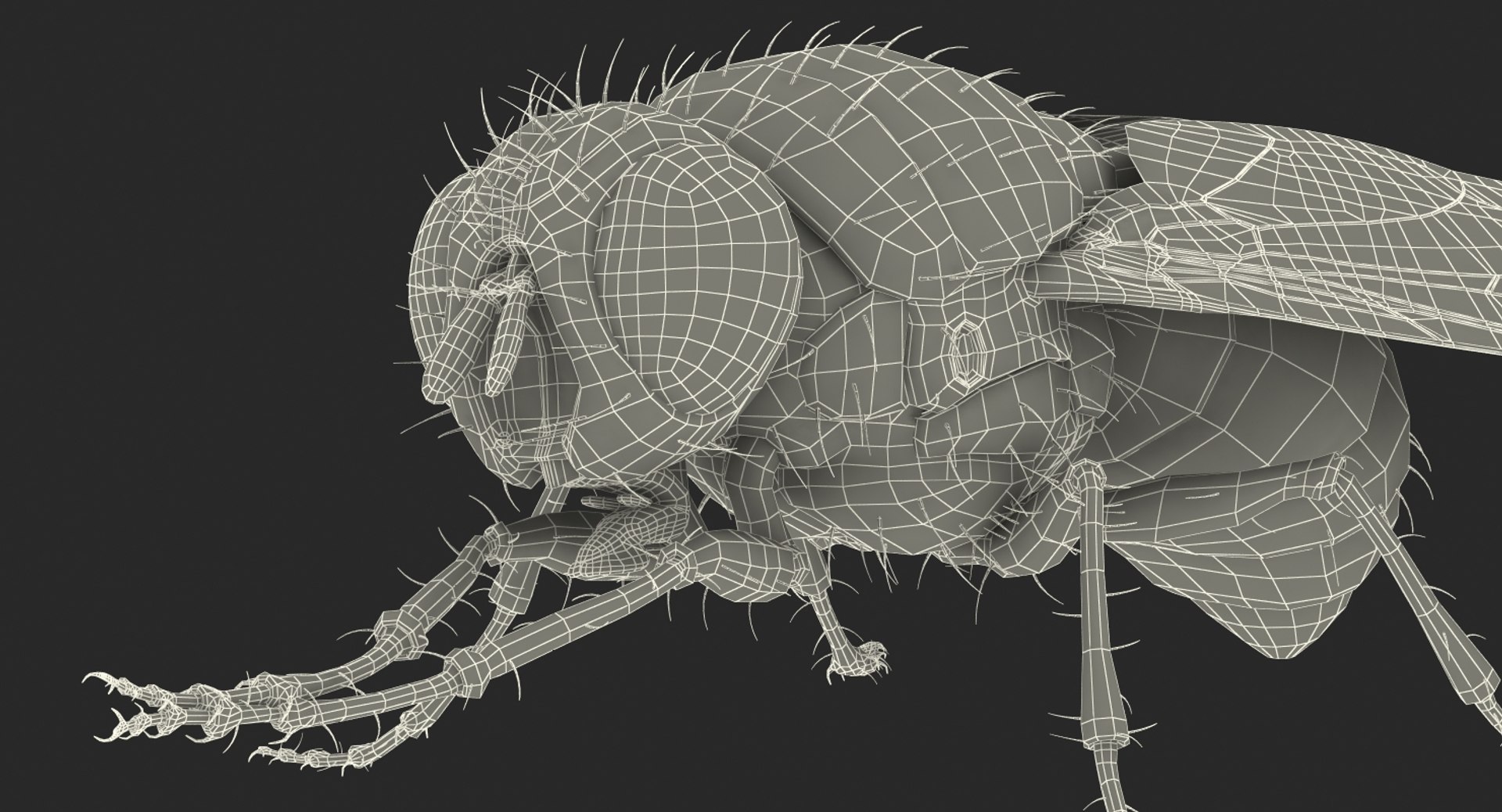 3d fly pose 2 fur https://p.turbosquid.com/ts-thumb/Hy/j1M0rW/iYu2Hdkr/flypose2withfur3dsmodel024/jpg/1483092482/1920x1080/fit_q87/e3942a7194e4b27ffb74a56a82e6aeb7e2b1848d/flypose2withfur3dsmodel024.jpg