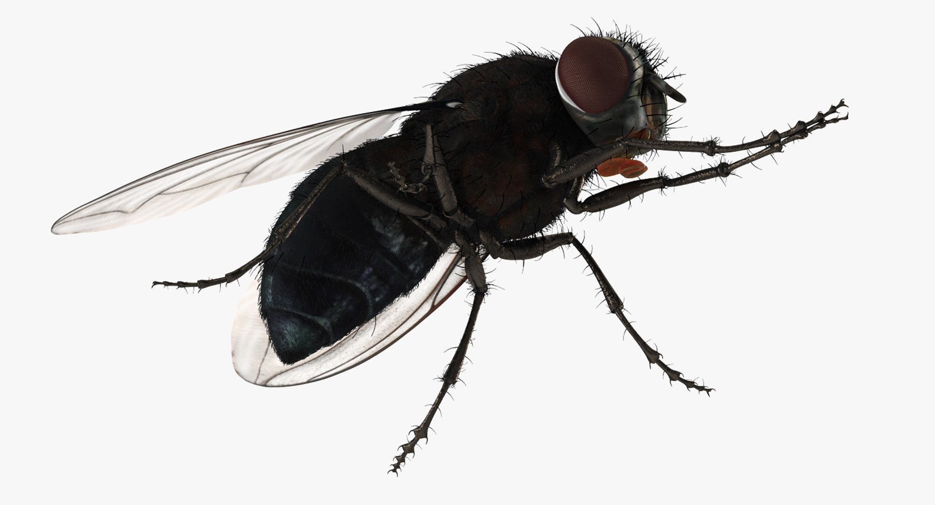 3d fly pose 2 fur https://p.turbosquid.com/ts-thumb/Hy/j1M0rW/mDGpckFD/flypose2withfur3dsmodel010/jpg/1483092481/1920x1080/fit_q87/3734da1f618158d4044eb8170ae0f3762d57067a/flypose2withfur3dsmodel010.jpg