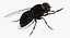 Fly Pose 2 with Fur 3D Model