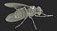 Fly Pose 2 with Fur 3D Model