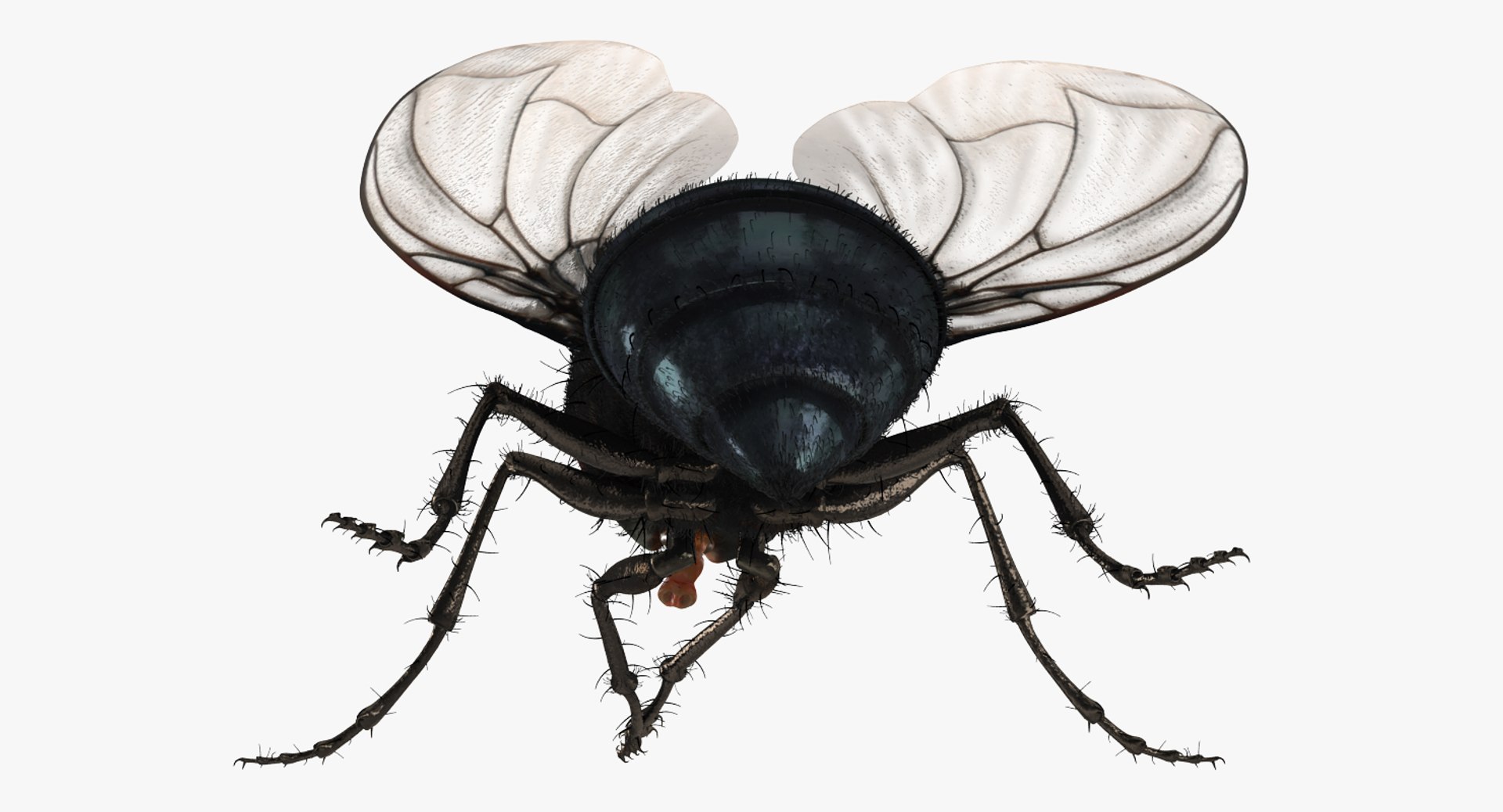3d fly pose 2 fur https://p.turbosquid.com/ts-thumb/Hy/j1M0rW/xc360uas/flypose2withfur3dsmodel011/jpg/1483092481/1920x1080/fit_q87/815debebd673b07d6c637738ed3f852618a6e998/flypose2withfur3dsmodel011.jpg