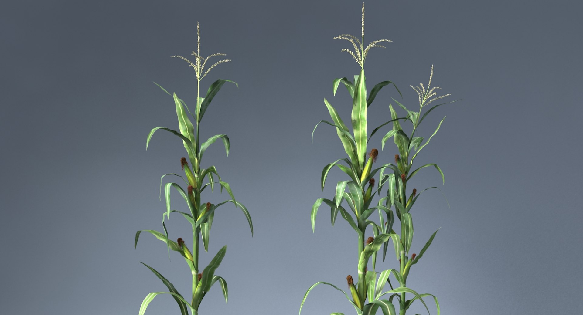 corn farm field 3d max https://p.turbosquid.com/ts-thumb/Hy/qGFg6R/OZD1dfka/9/jpg/1527437591/1920x1080/fit_q87/8111f86b4a27c06a838c0c92f540d54e3909a10b/9.jpg