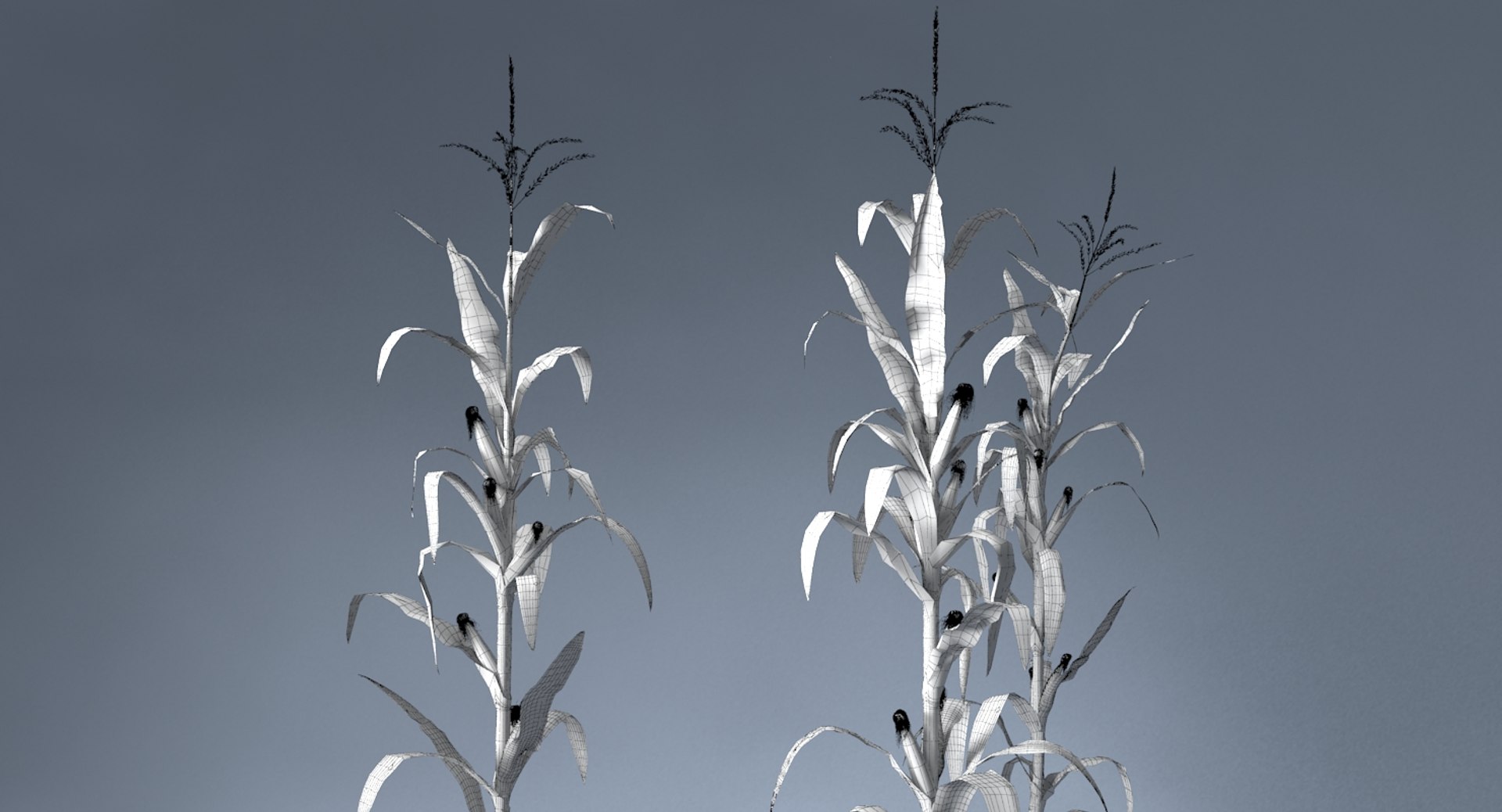 corn farm field 3d max https://p.turbosquid.com/ts-thumb/Hy/qGFg6R/WDNvP3aa/8/jpg/1527437590/1920x1080/fit_q87/2d9822ac3751c19317e800c83c119d1548bbeb9d/8.jpg