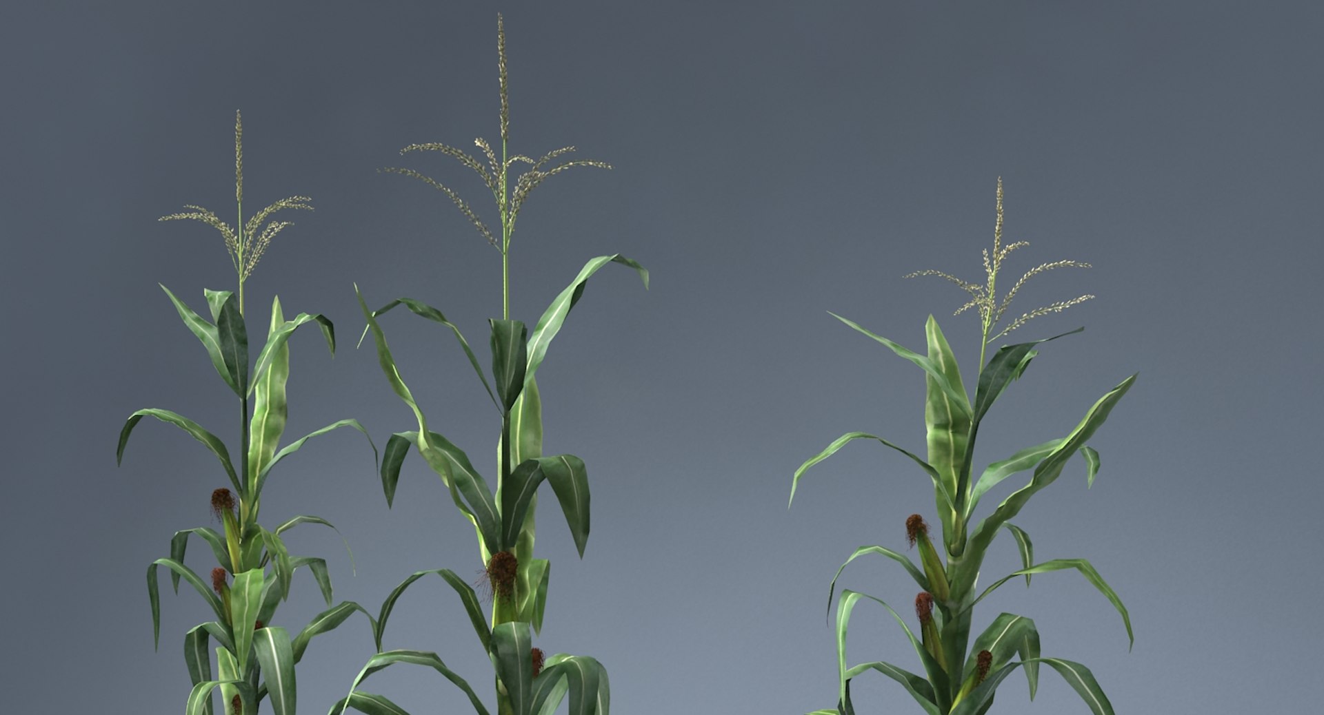 corn farm field 3d max https://p.turbosquid.com/ts-thumb/Hy/qGFg6R/gbLr34Ea/6/jpg/1527437590/1920x1080/fit_q87/20d6a31f50dd9fa9075c86628c2347fe9c1d05f9/6.jpg