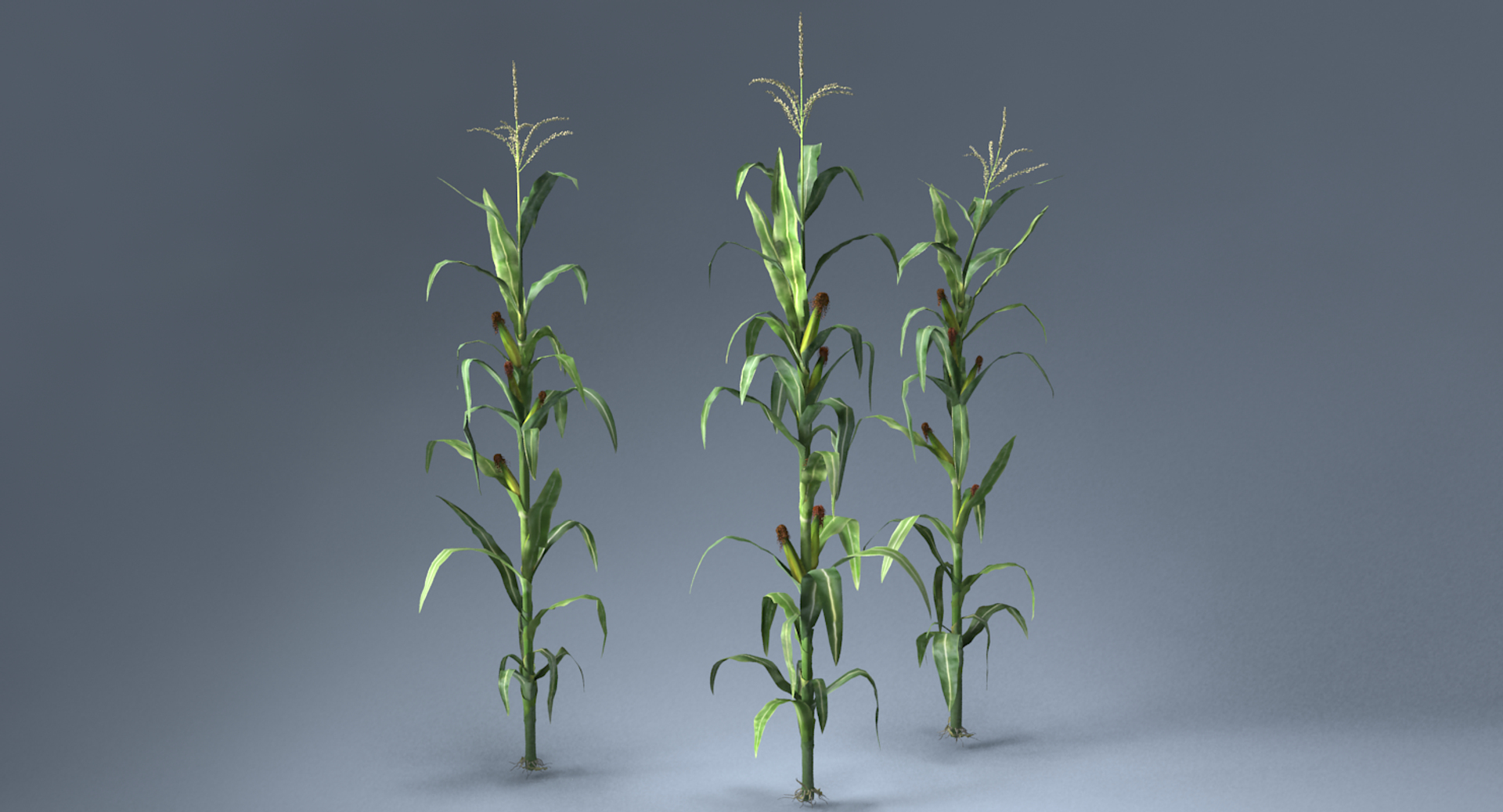 corn farm field 3d max https://p.turbosquid.com/ts-thumb/Hy/qGFg6R/mVUgdkf1/01/png/1527438971/1920x1080/turn_fit_q99/cdee3329382c05fdbec29f3e7f14a7661d759e1d/01-1.jpg