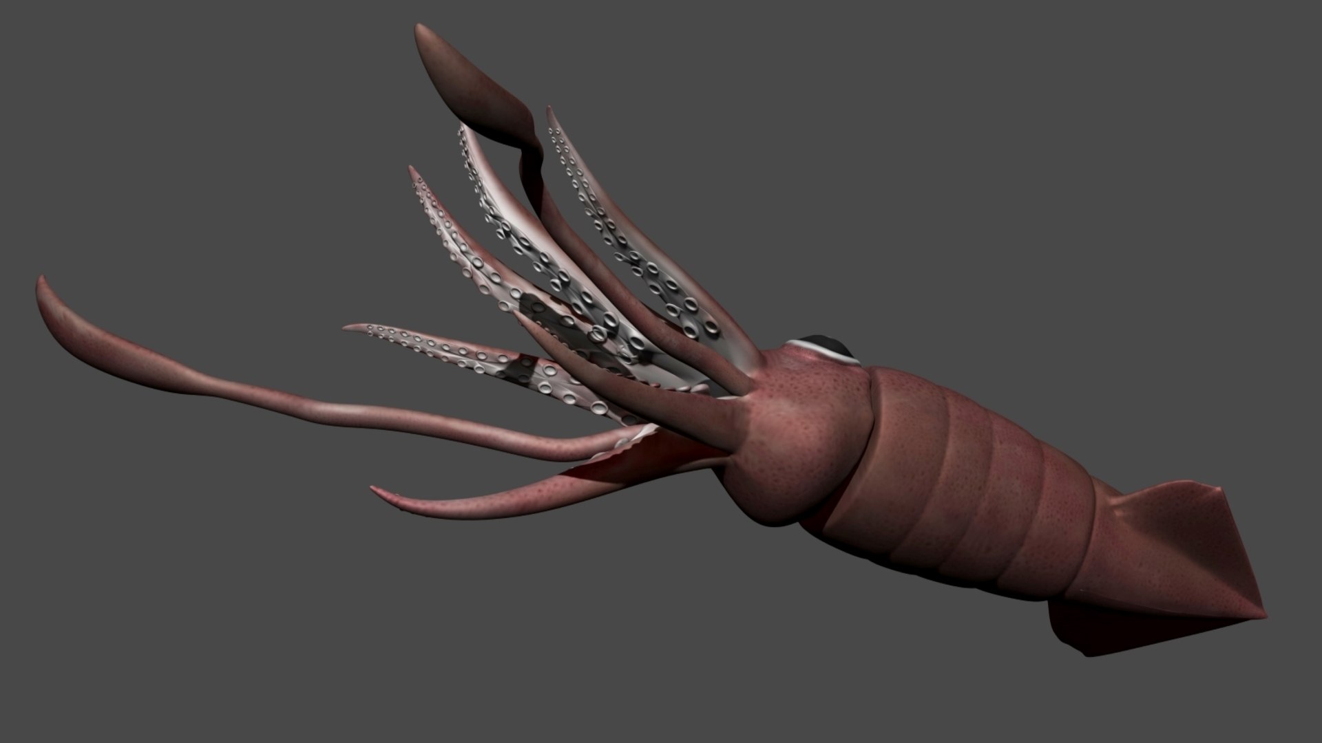 fully rigged squid 3D https://p.turbosquid.com/ts-thumb/Hy/tDWXQO/4p/01/jpg/1612909213/1920x1080/fit_q87/d443cfa9d7cda95b82f415949a90840f4e6d190c/01.jpg