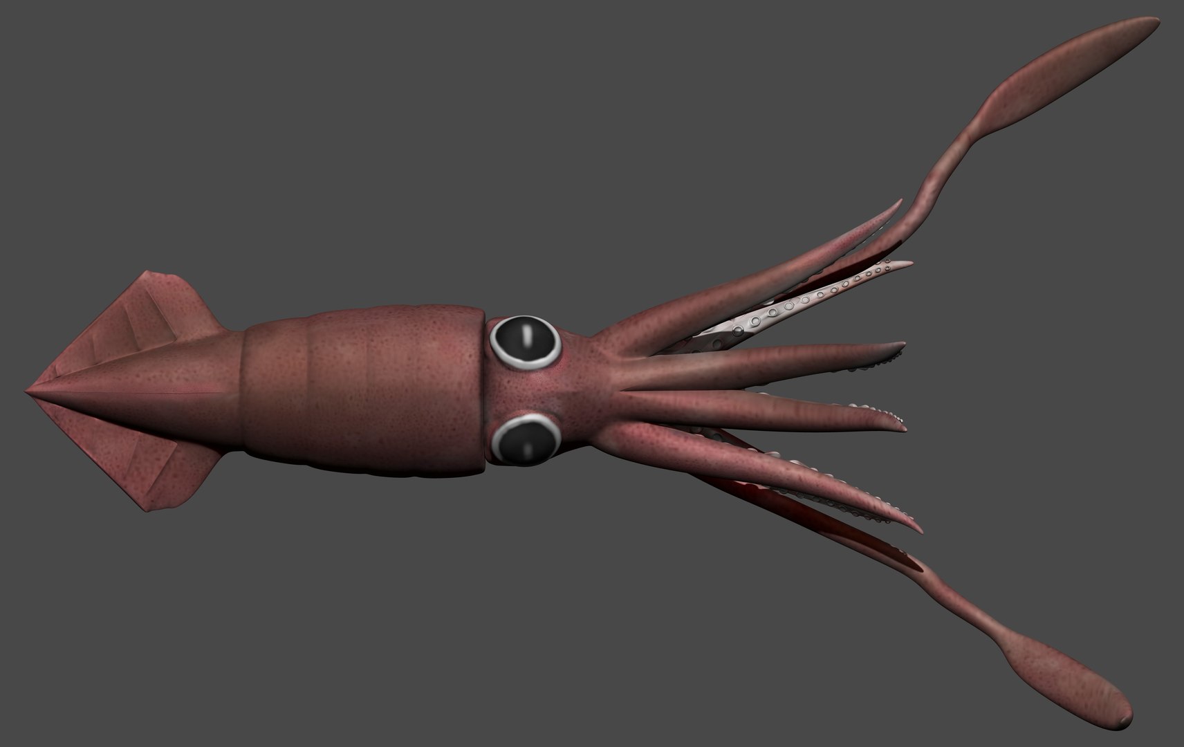 Fully Rigged Squid 3d Turbosquid 1689976 2425