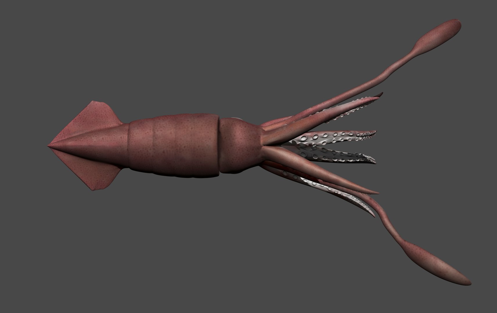 fully rigged squid 3D https://p.turbosquid.com/ts-thumb/Hy/tDWXQO/Bq/04/jpg/1612909237/1920x1080/fit_q87/54be38862735c2539a53deb30e78d0acf8e45227/04.jpg