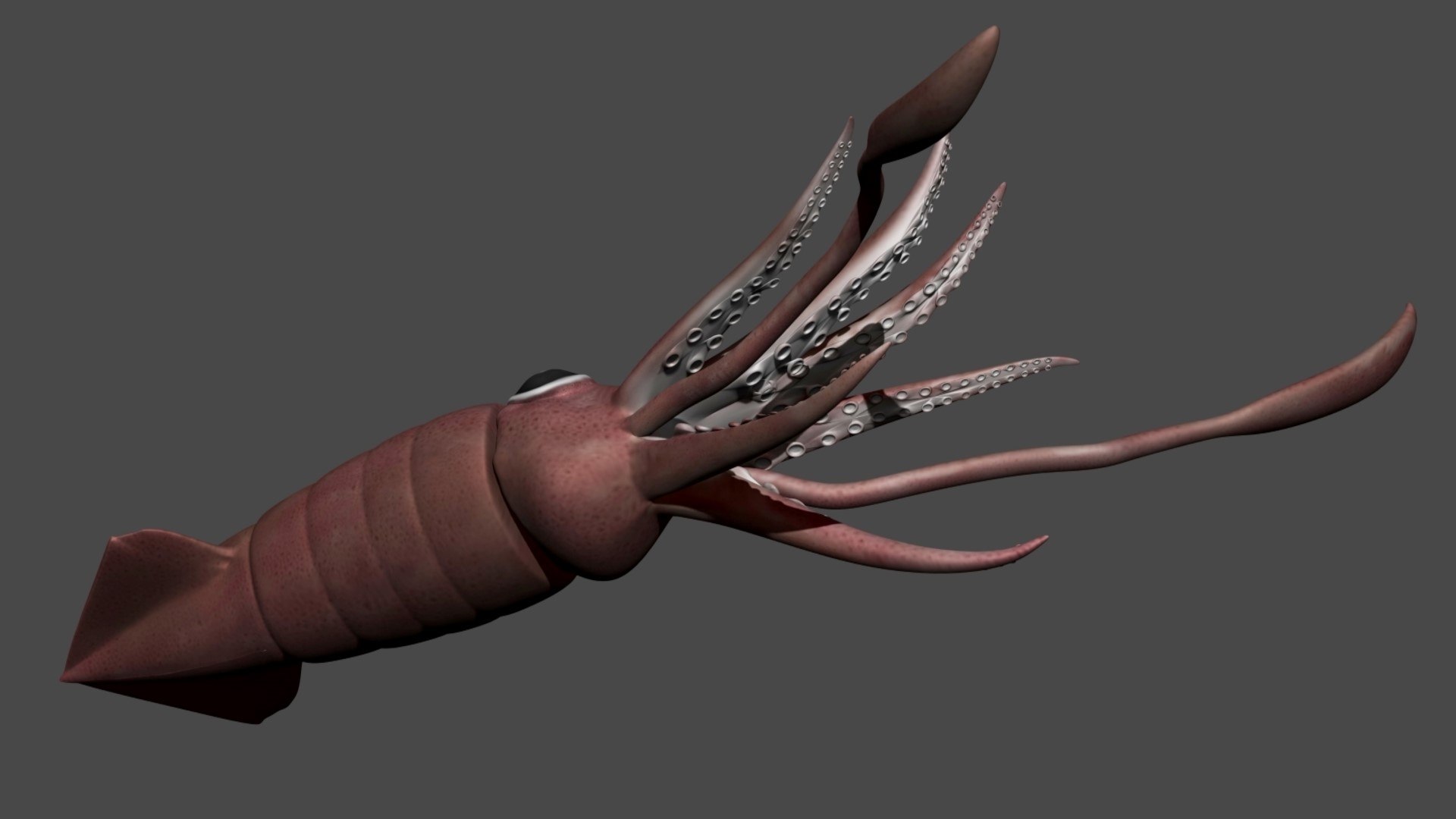 fully rigged squid 3D https://p.turbosquid.com/ts-thumb/Hy/tDWXQO/Nt/06/jpg/1612909207/1920x1080/fit_q87/58425270c68a0c74bcbafae58d523b3c626f213a/06.jpg