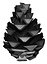 Pine cone