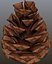 Pine cone