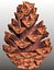 Pine cone
