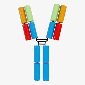 IgG2 Antibody Immunoglobulin G2 Immune Protein Structure