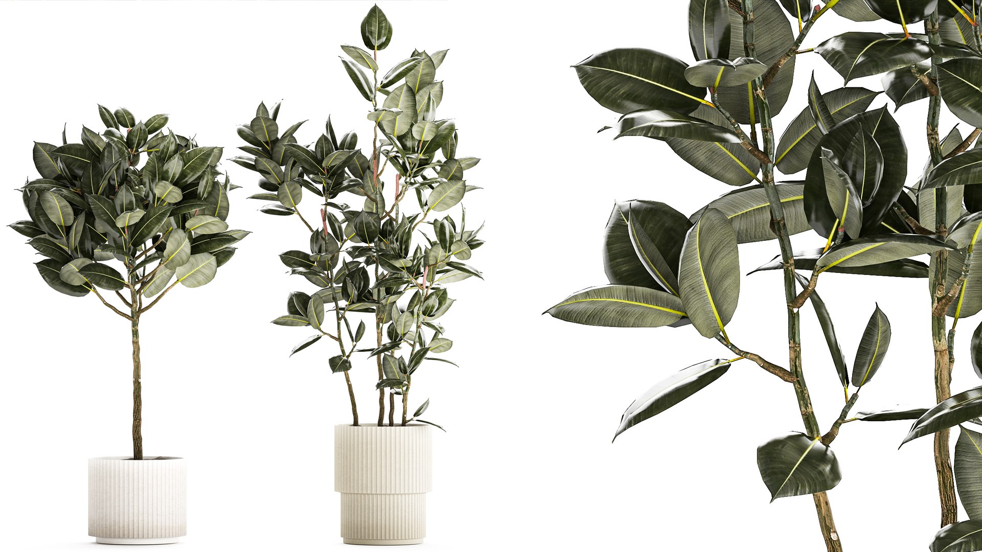 Beautiful Ficus Elastica Trees In A Flower Pot 1324 Model - TurboSquid ...