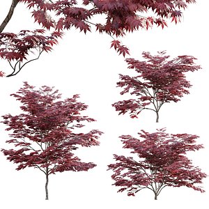 3D Japanese maple - Acer palmatum 02