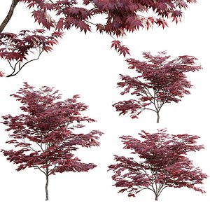 Japanese maple - Acer palmatum 02