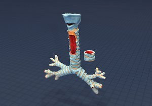Human Trachea Textured