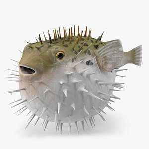 Inflated Puffer Fish