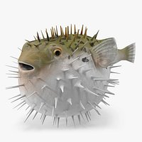 Inflated Puffer Fish