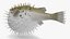 Inflated Puffer Fish
