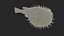 Inflated Puffer Fish