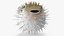 Inflated Puffer Fish