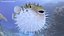Inflated Puffer Fish