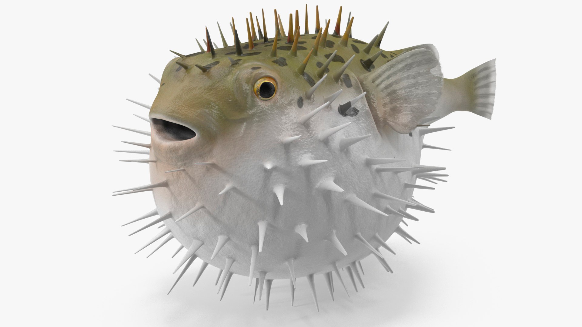 Inflated Puffer Fish 3D Model - TurboSquid 2191745