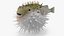 Inflated Puffer Fish