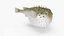Inflated Puffer Fish