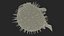 Inflated Puffer Fish