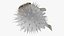 Inflated Puffer Fish