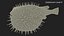 Inflated Puffer Fish