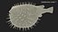 Inflated Puffer Fish