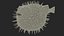 Inflated Puffer Fish