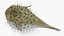 Inflated Puffer Fish