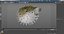 Inflated Puffer Fish