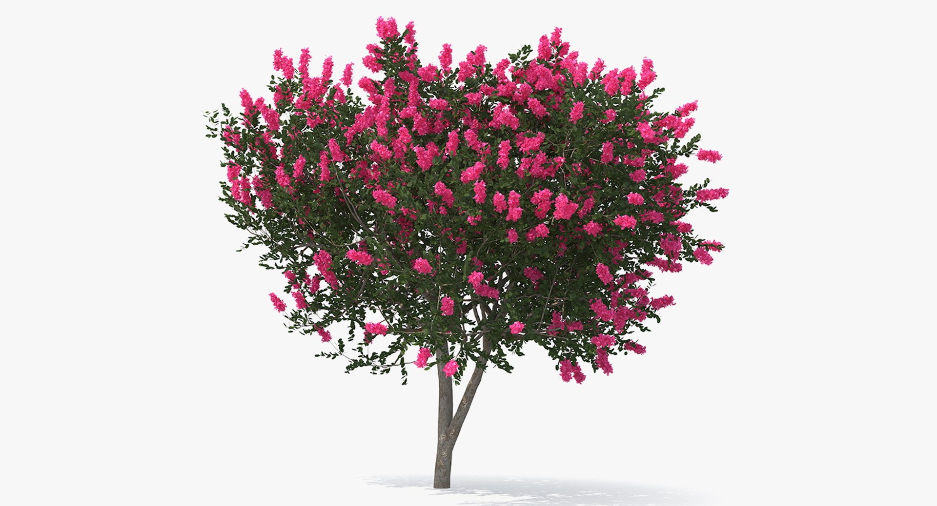 flowering bushes trees 5 3D https://p.turbosquid.com/ts-thumb/Hz/bYCAkO/1AosNd0J/floweringbushesandtreescollection53dmodel072/jpg/1585054244/1920x1080/fit_q87/3bd9aba34fb83528c87821720343c22024ca31f6/floweringbushesandtreescollection53dmodel072.jpg