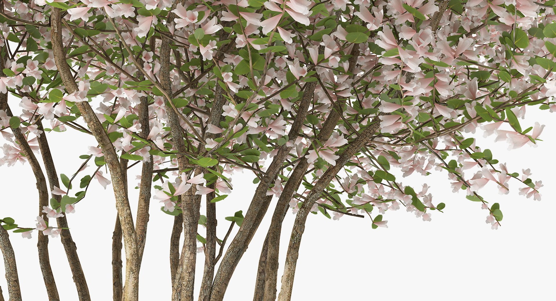 flowering bushes trees 5 3D https://p.turbosquid.com/ts-thumb/Hz/bYCAkO/1T7iFUkz/floweringbushesandtreescollection53dmodel069/jpg/1585054239/1920x1080/fit_q87/866fdc8a86a0a27f437e942230934006556cf69c/floweringbushesandtreescollection53dmodel069.jpg