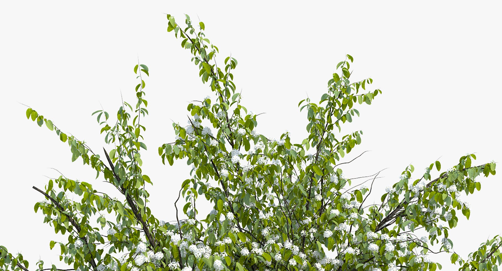 flowering bushes trees 5 3D https://p.turbosquid.com/ts-thumb/Hz/bYCAkO/Ch0nDZta/floweringbushesandtreescollection53dmodel039/jpg/1585054189/1920x1080/fit_q87/4994ee42ec70930e3190074564f5bd40fc7e5291/floweringbushesandtreescollection53dmodel039.jpg