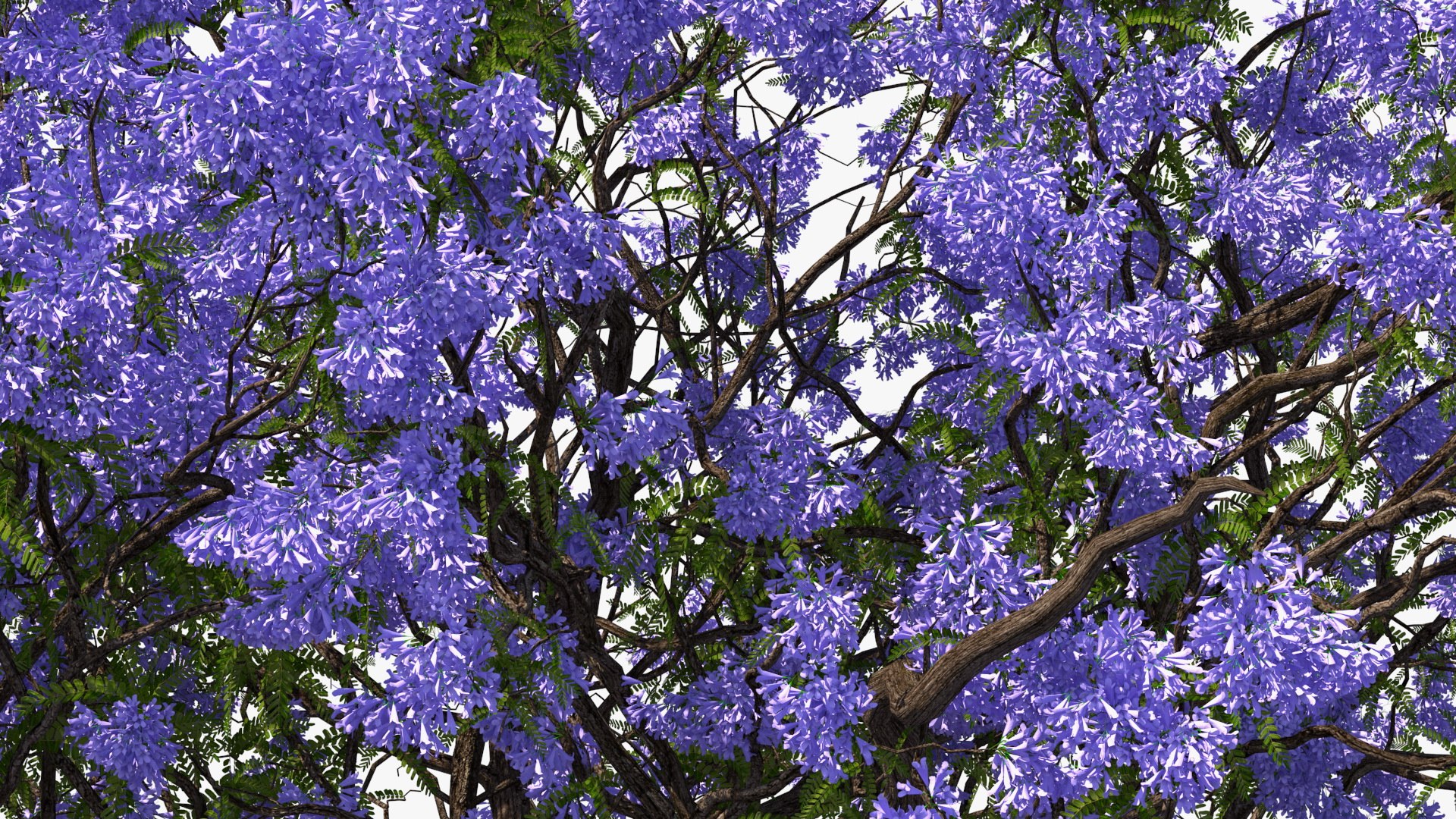 flowering bushes trees 5 3D https://p.turbosquid.com/ts-thumb/Hz/bYCAkO/KmVwEFAk/floweringbushesandtreescollection53dmodel010/jpg/1585054141/1920x1080/fit_q87/d1a6db11650672598c1483f56917d8460e1e1219/floweringbushesandtreescollection53dmodel010.jpg