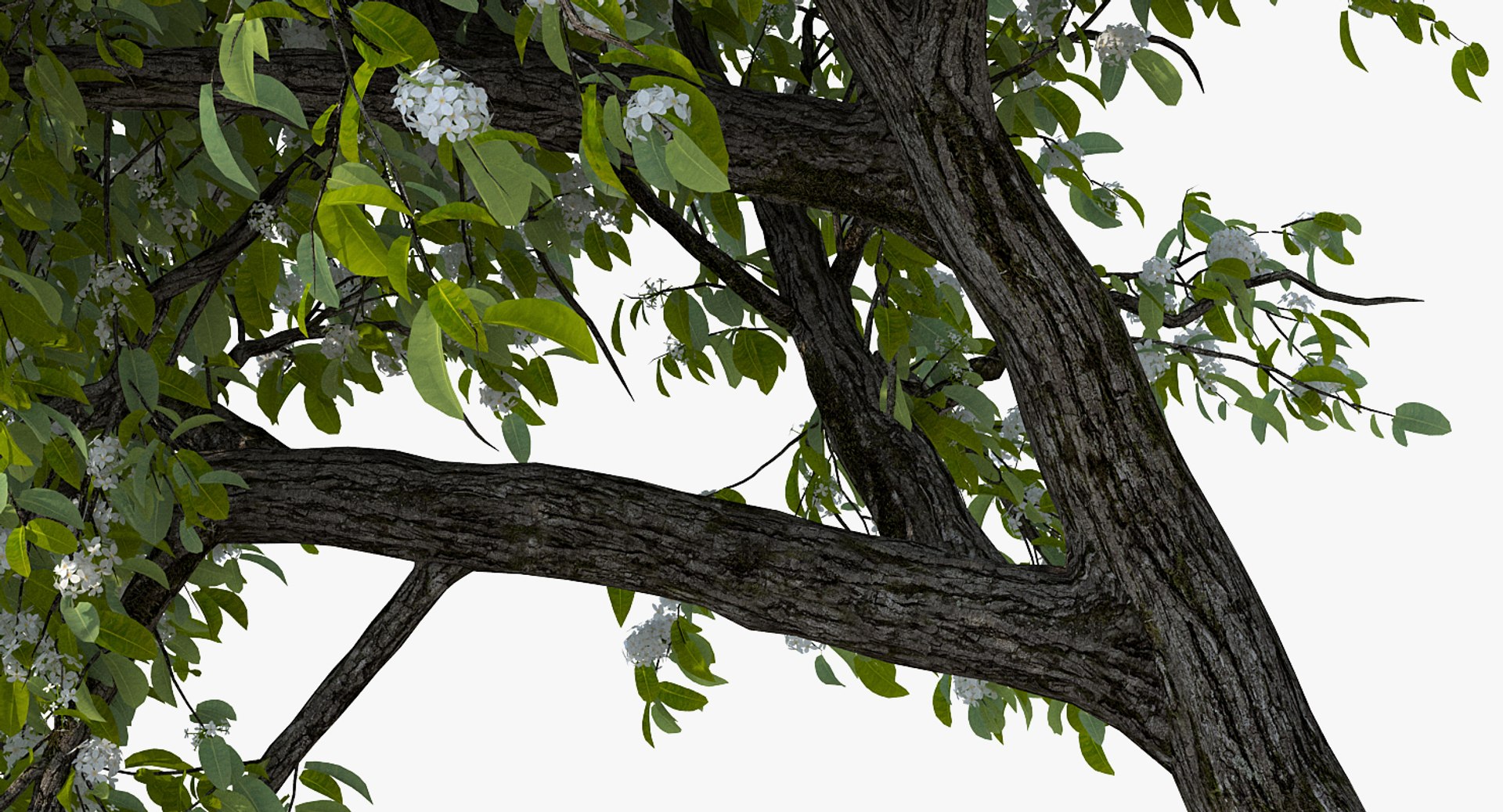 flowering bushes trees 5 3D https://p.turbosquid.com/ts-thumb/Hz/bYCAkO/LRoXpJ4H/floweringbushesandtreescollection53dmodel040/jpg/1585054190/1920x1080/fit_q87/22a348b79f35c3dcb3200e31e40be159fb3e7aa9/floweringbushesandtreescollection53dmodel040.jpg