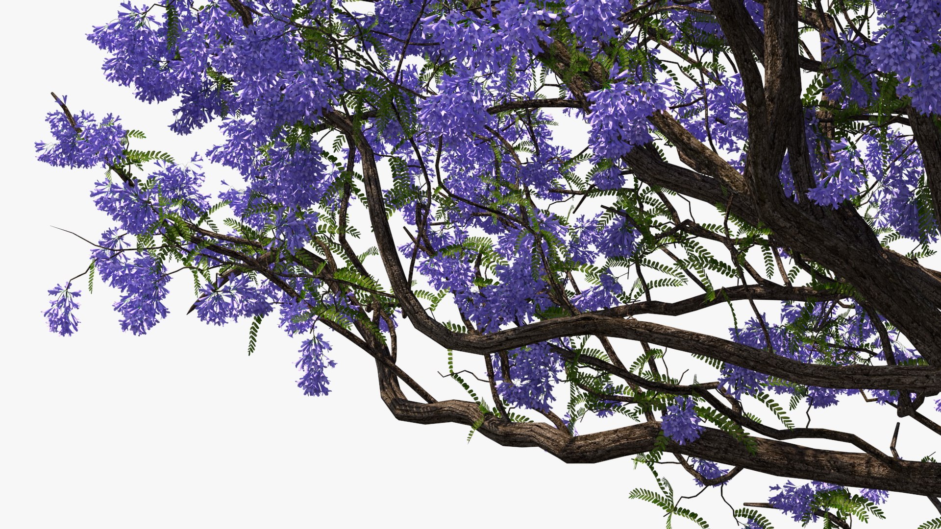 flowering bushes trees 5 3D https://p.turbosquid.com/ts-thumb/Hz/bYCAkO/MUDE3KxB/floweringbushesandtreescollection53dmodel009/jpg/1585054139/1920x1080/fit_q87/6ffb3fc624393d8ca3a1b92569e15d3eb566390c/floweringbushesandtreescollection53dmodel009.jpg