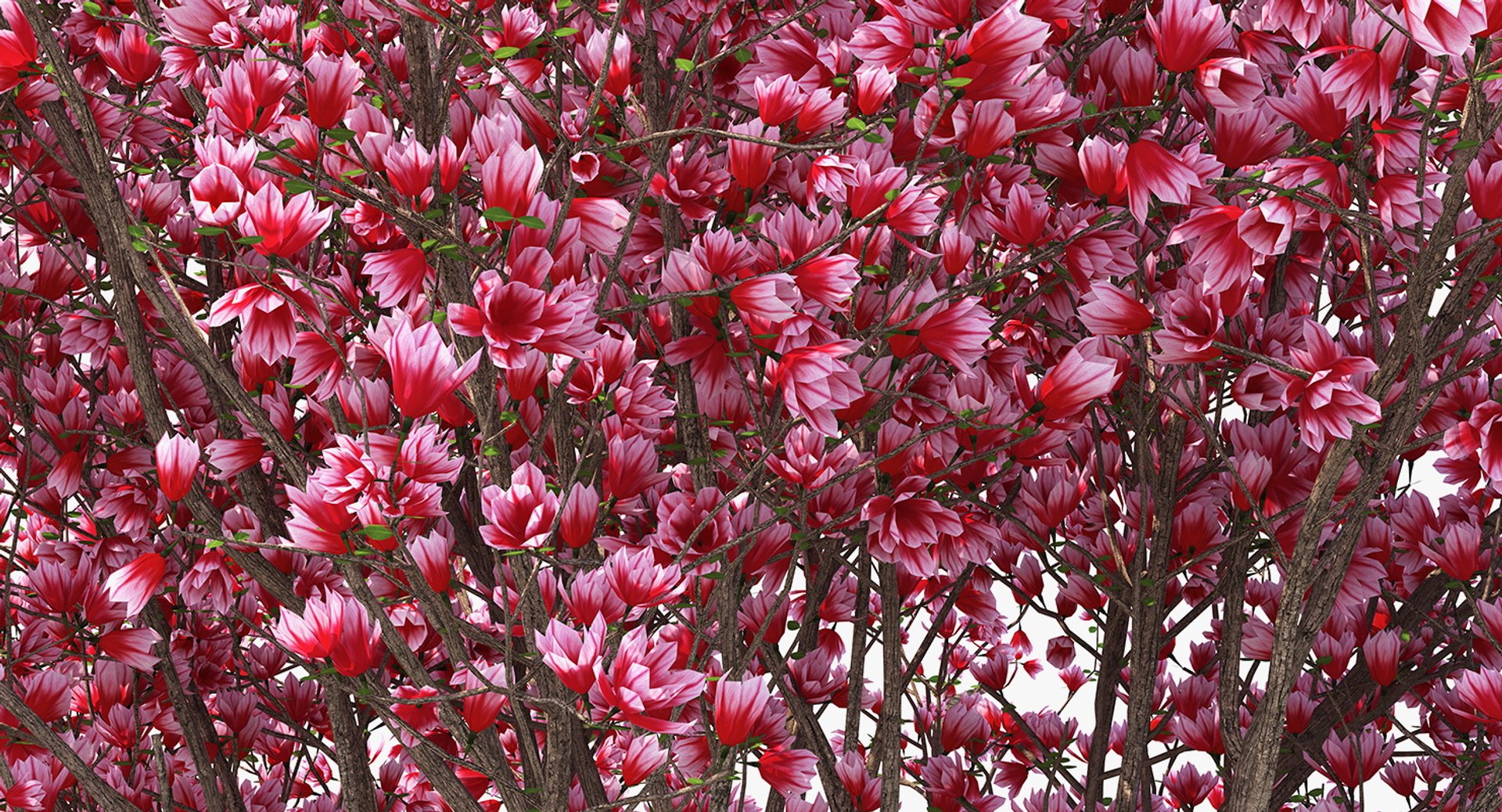 flowering bushes trees 5 3D https://p.turbosquid.com/ts-thumb/Hz/bYCAkO/MuG3UDpN/floweringbushesandtreescollection53dmodel063/jpg/1585054230/1920x1080/fit_q87/9e0868c349ba0f02a5cc0e38801c83183c3aa20e/floweringbushesandtreescollection53dmodel063.jpg