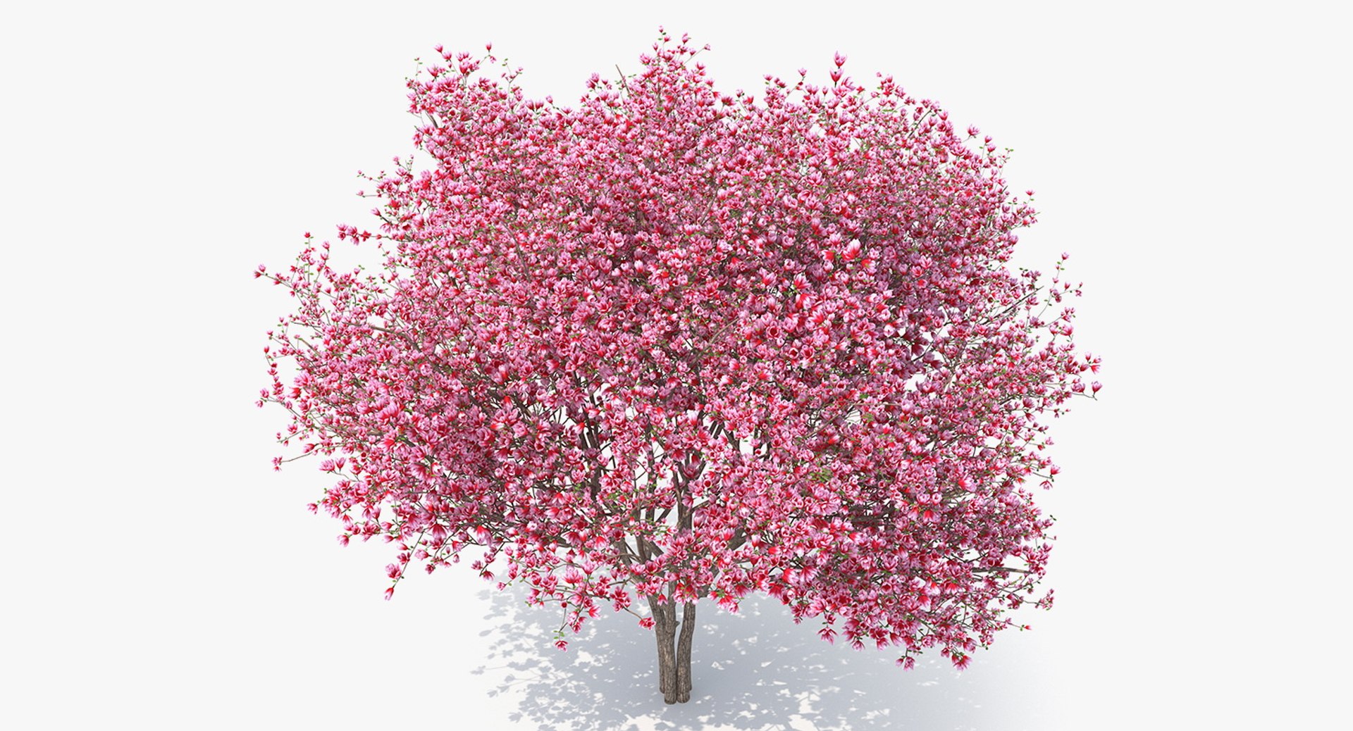 flowering bushes trees 5 3D https://p.turbosquid.com/ts-thumb/Hz/bYCAkO/c5xpY20K/floweringbushesandtreescollection53dmodel060/jpg/1585054225/1920x1080/fit_q87/d6368d37f7b56082c440dc181c6ad177fbfab205/floweringbushesandtreescollection53dmodel060.jpg