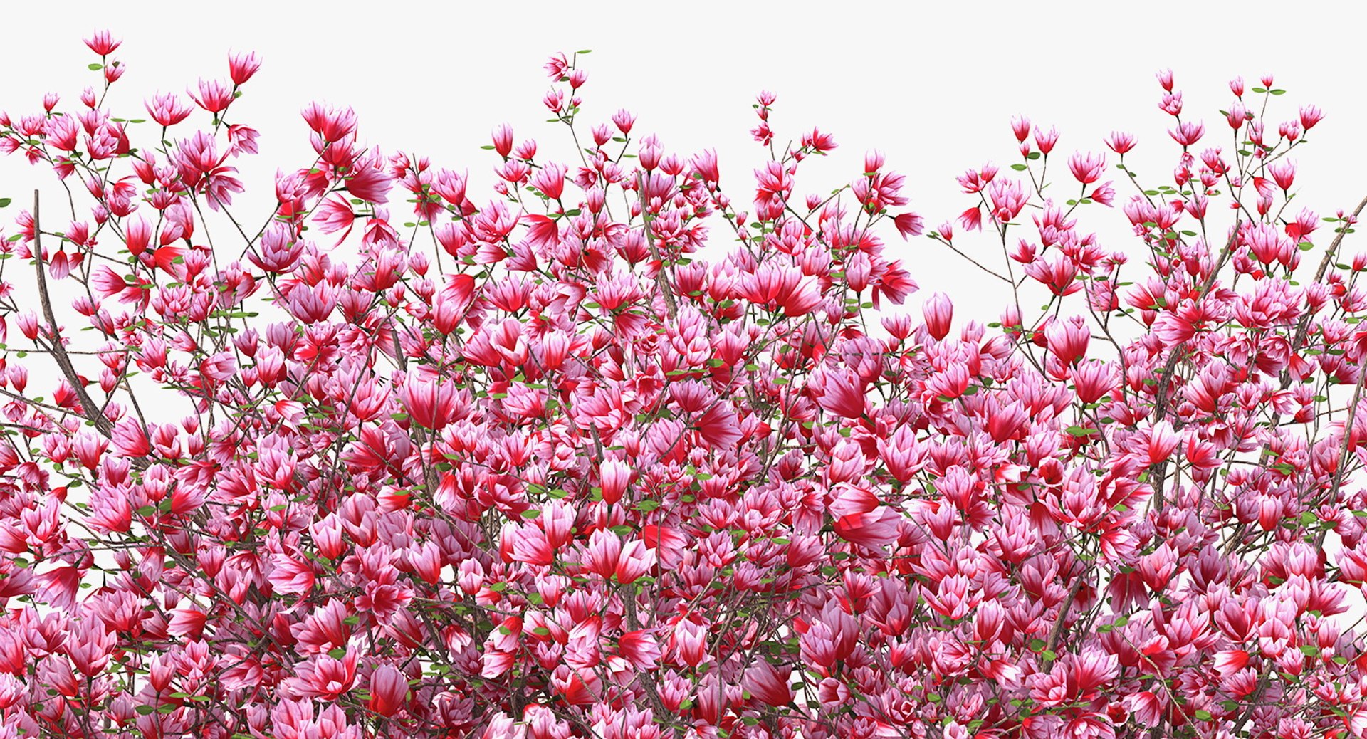 flowering bushes trees 5 3D https://p.turbosquid.com/ts-thumb/Hz/bYCAkO/ctoG12zn/floweringbushesandtreescollection53dmodel062/jpg/1585054228/1920x1080/fit_q87/3733fdaaa6bd40adee99b1039019905d2080760d/floweringbushesandtreescollection53dmodel062.jpg