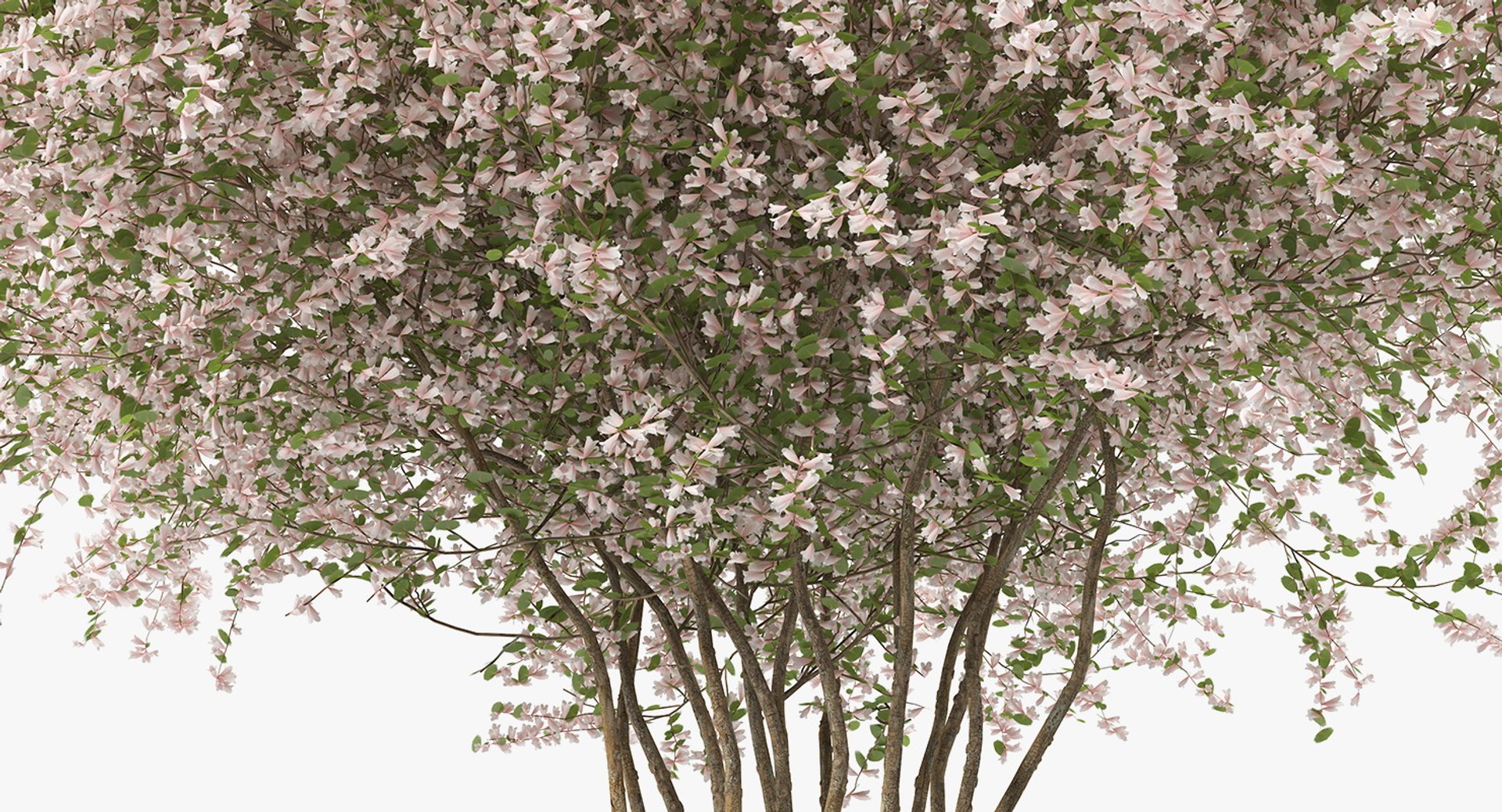 flowering bushes trees 5 3D https://p.turbosquid.com/ts-thumb/Hz/bYCAkO/dPK9pTsO/floweringbushesandtreescollection53dmodel068/jpg/1585054238/1920x1080/fit_q87/c80d11bd6623a96e0e4cc33729e95e261a528fad/floweringbushesandtreescollection53dmodel068.jpg