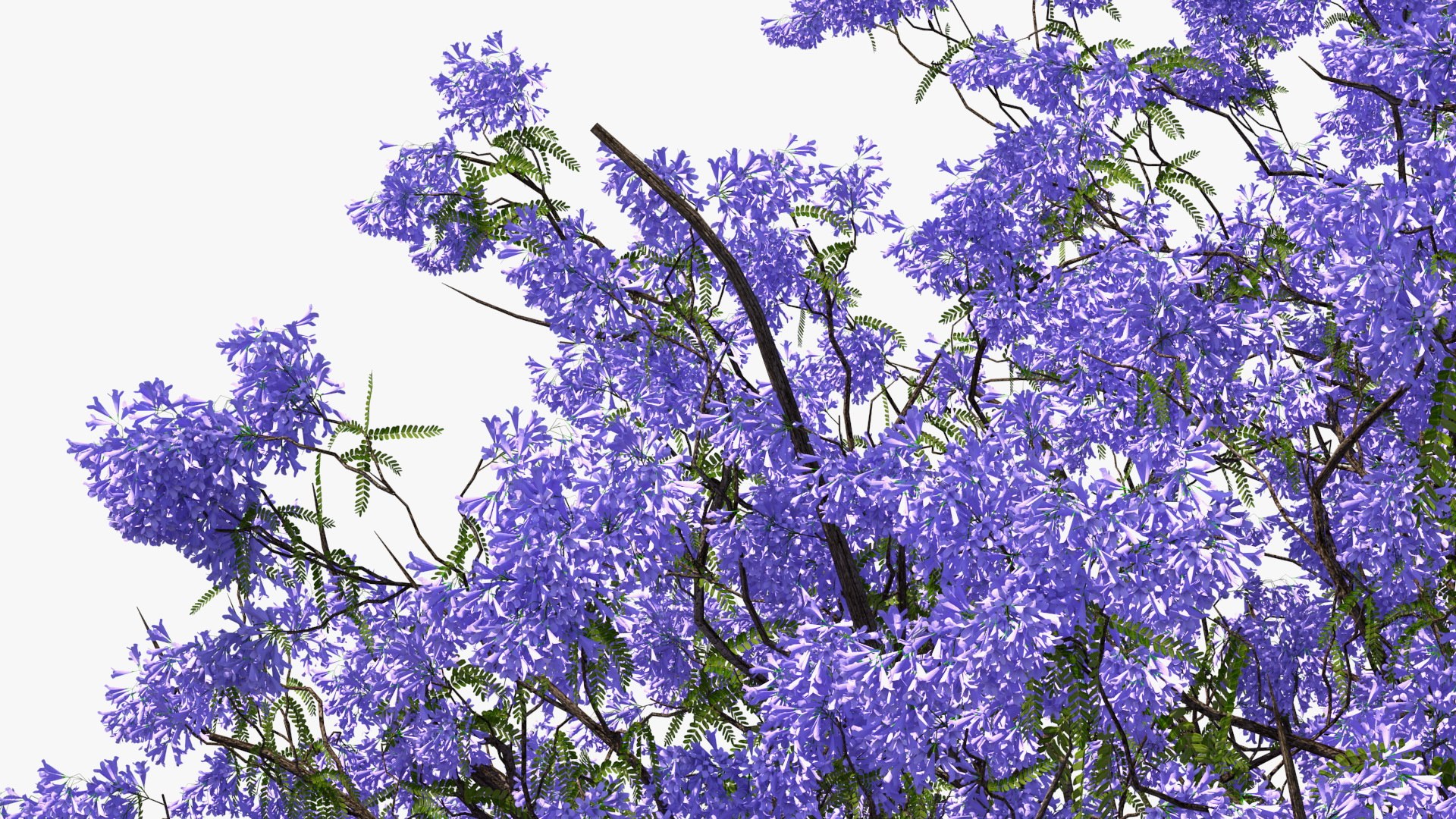 flowering bushes trees 5 3D https://p.turbosquid.com/ts-thumb/Hz/bYCAkO/m5TS1iFx/floweringbushesandtreescollection53dmodel011/jpg/1585054142/1920x1080/fit_q87/bf9b20861ec24cd2a7f797d012eeea549170cf86/floweringbushesandtreescollection53dmodel011.jpg